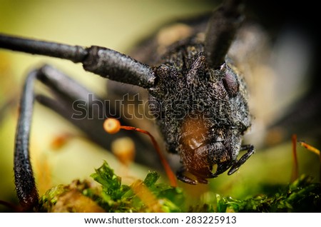 Portrait of longhorn bug. Russian nature