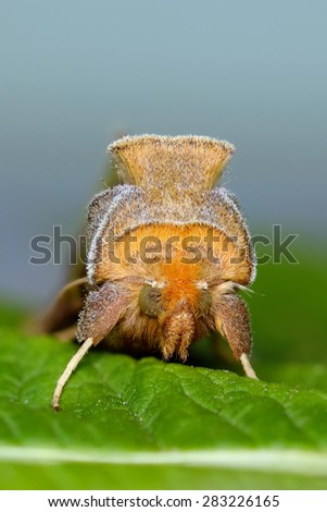 Portrait of moth. Russian nature