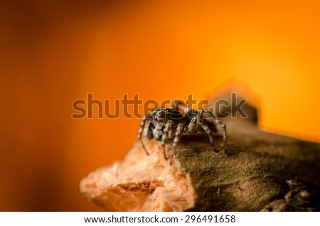 Jumping spider stay and looking down. Russian nature