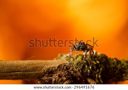 Jumping spider is obstacle. Russian nature