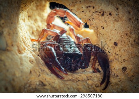 Scorpion siting into cave. Russian nature
