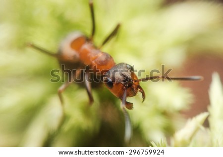 Portrait of ant. Russian nature