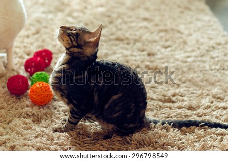 Cat sit on carpet. Pets