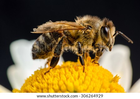 Bee pollinate flower. Russian nature