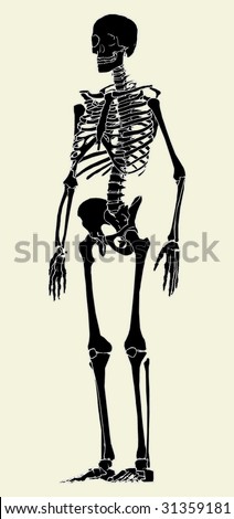 Human Skeleton Vector 03 - 31359181 : Shutterstock