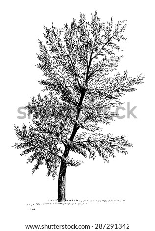 Vintage style engraved tree illustration
