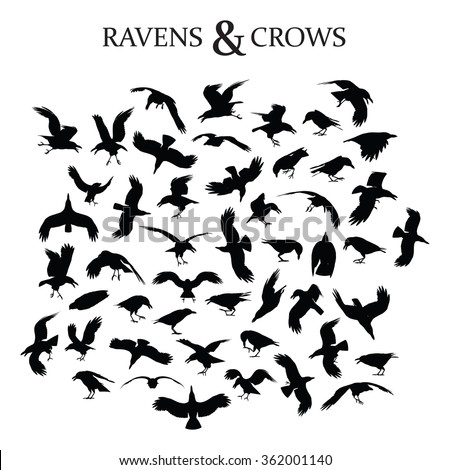 Set of black crows and ravens in different poses and perspectives