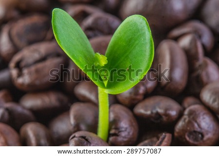 Coffee tree with coffee beans