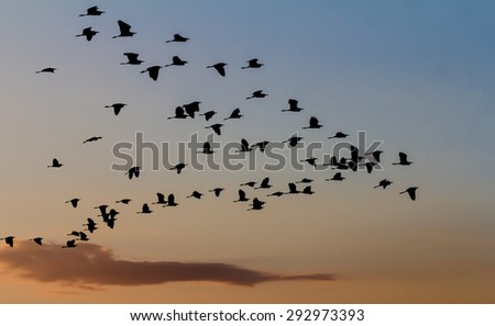 Flock of birds flying in beautiful sunset sky