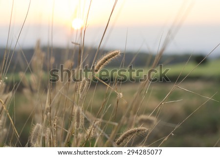Sunset in grass flower field