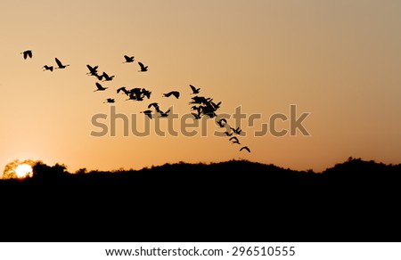 sunset tropical birds silhouettes flying
