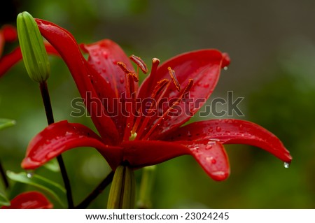 beautiful lily after raining with some water drops hanging on it