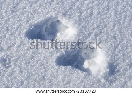 Footprints of a rabbit