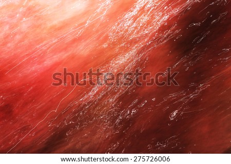 Water flowing over red algae in a freshwater stream