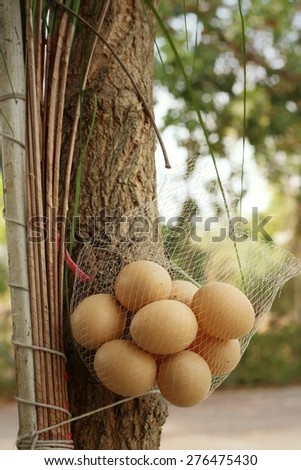 Eggs hanging on a tree at the park.