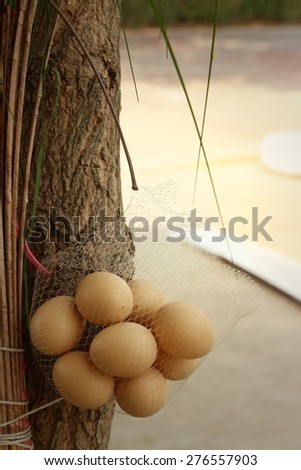 Eggs hanging on a tree at the park.