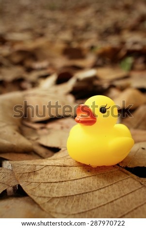 Yellow rubber duck on background of brown leaves.