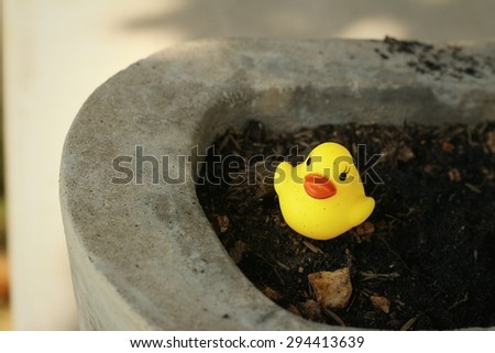 Yellow rubber duck on background of soil.
