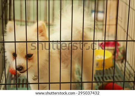 Pomeranian puppy in a cage at the park