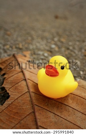 Yellow rubber duck on a brown leaf.