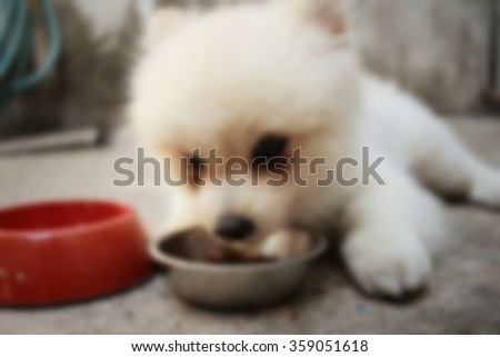 Blurred of white pomeranian dog eat dog food.