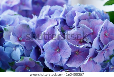 Natural herbal background. Blue flower close up
