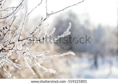 Branch tree in snow. Winter snow sunshine background. Tree branches covered with hoarfrost  against the sky and the backlight.