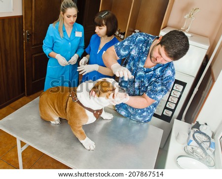 veterinarian inspects mouth of dog in veterinary station