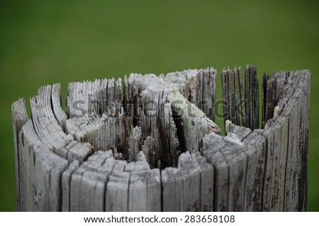 Weathered Fence Post