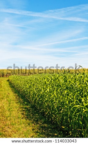 Sudan grass and corn energy plants for gas and fuel