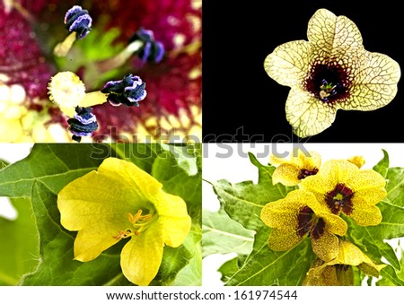 black and yellow henbane, medieval medicine plant