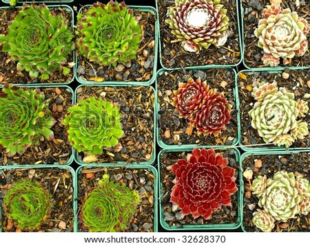 hen-and-chicks