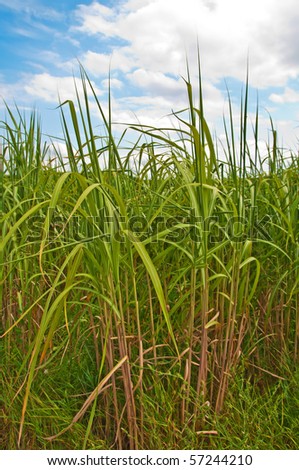 The renewable resource switchgrass for  heating and production of diesel