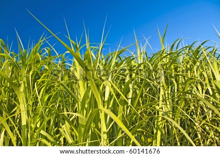 The renewable resource switchgrass for  heating and production of diesel