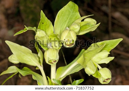 a blooming hellebore, medicine plant of the middle ages