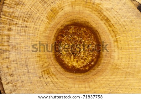 closeup of wood with growth rings