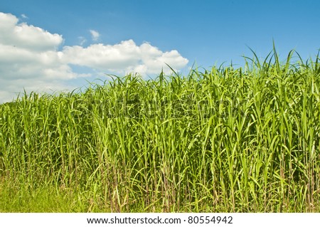 The renewable resource switch grass for  heating and production of diesel