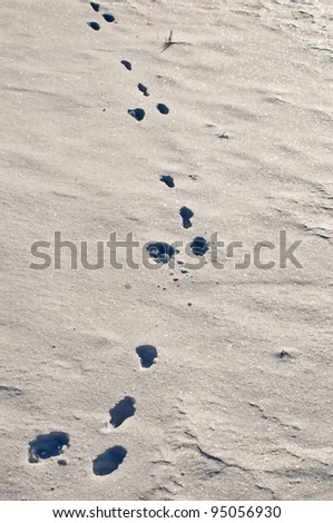 rabbit track in snow