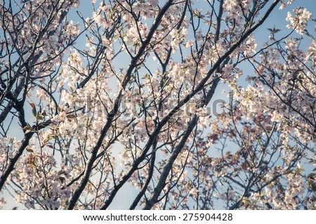 The branch of a flowering plant white pink Sakura/White Sakura
