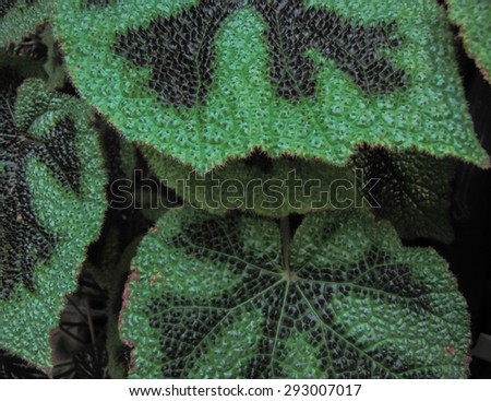 Nature background of leaves in tropical area
