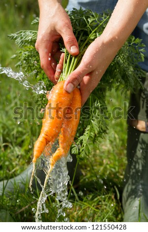 Washing carrots under water