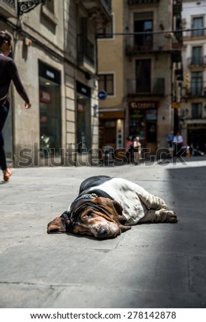 Dog sleeping on the street in Barcelona. Funny Basset.