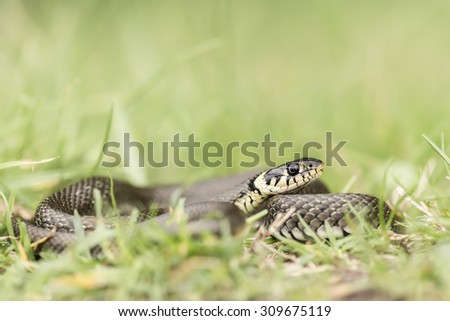 Full-body shot of a male grass snake (Natrix natrix)