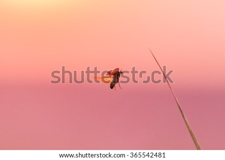 Ladybug (Coccinella septempunctata) flying towards a leaf in sunset light