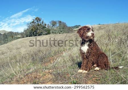 Hiking dog near mountains