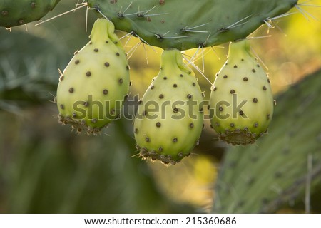 Ripe pears on a Prickly Pear Cactus