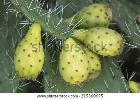 Ripe pears on a Prickly Pear Cactus