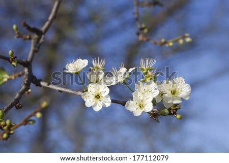 Spring plum blossom