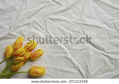 Yellow and red tulips in corner with textured white background