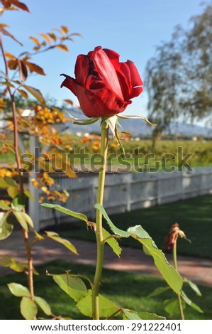 Single red rose growing on bush with country background